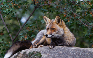 ZORRO-vulpes-vulpes.gif