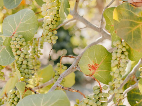 Why Native Plants Matter for Oleta River State Park