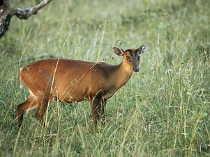 70095020-Muntjac-or-Barking-Deer-Muntiacus-muntjak-Bandipur-National-Park-Karnataka-India.