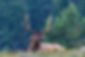 14141076-Riesiger-Hirsch-Jasper-National-Park-UNESCO-Weltnaturerbe-Alberta-Kanadische-Rock