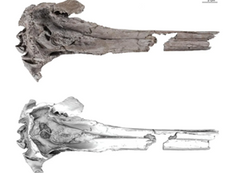 CRÂNIO DE BOTO GIGANTE DE 16 MILHÕES DE ANOS É DESCOBERTO NA AMAZÔNIA