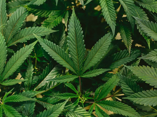 CANABIDIOL É EFETIVO PARA MATAR LARVAS DO MOSQUITO DA DENGUE, DIZ ESTUDO