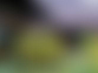 MIRASSOL NA LIBERTADORES - PARTICIPAÇÃO INÉDITA