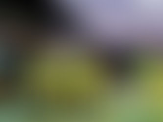 MIRASSOL NA LIBERTADORES - PARTICIPAÇÃO INÉDITA