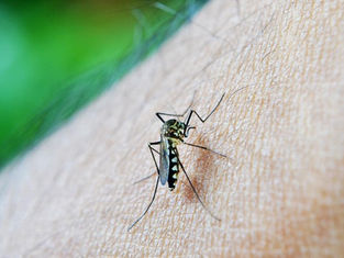 GUARATINGUETÁ REGISTROU MAIS UMA MORTE POR DENGUE
