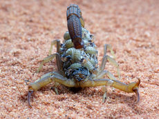 GUARATINGUETÁ PARTICIPARÁ DA “SEMANA ESTADUAL DE ENFRENTAMENTO AO ESCORPIONISMO”