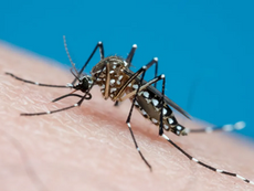 EM UM ANO, CASOS DE CHIKUNGUNYA AUMENTAM 142% EM SP