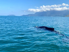 DUAS BALEIAS JUBARTE SÃO AVISTADAS POR PESQUISADORES EM ILHABELA