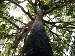 NOVA LEI DO LICENCIAMENTO PROMETE DESTRAVAR OBRAS, MAS FALTAM TÉCNICOS NOS ÓRGÃOS AMBIENTAIS