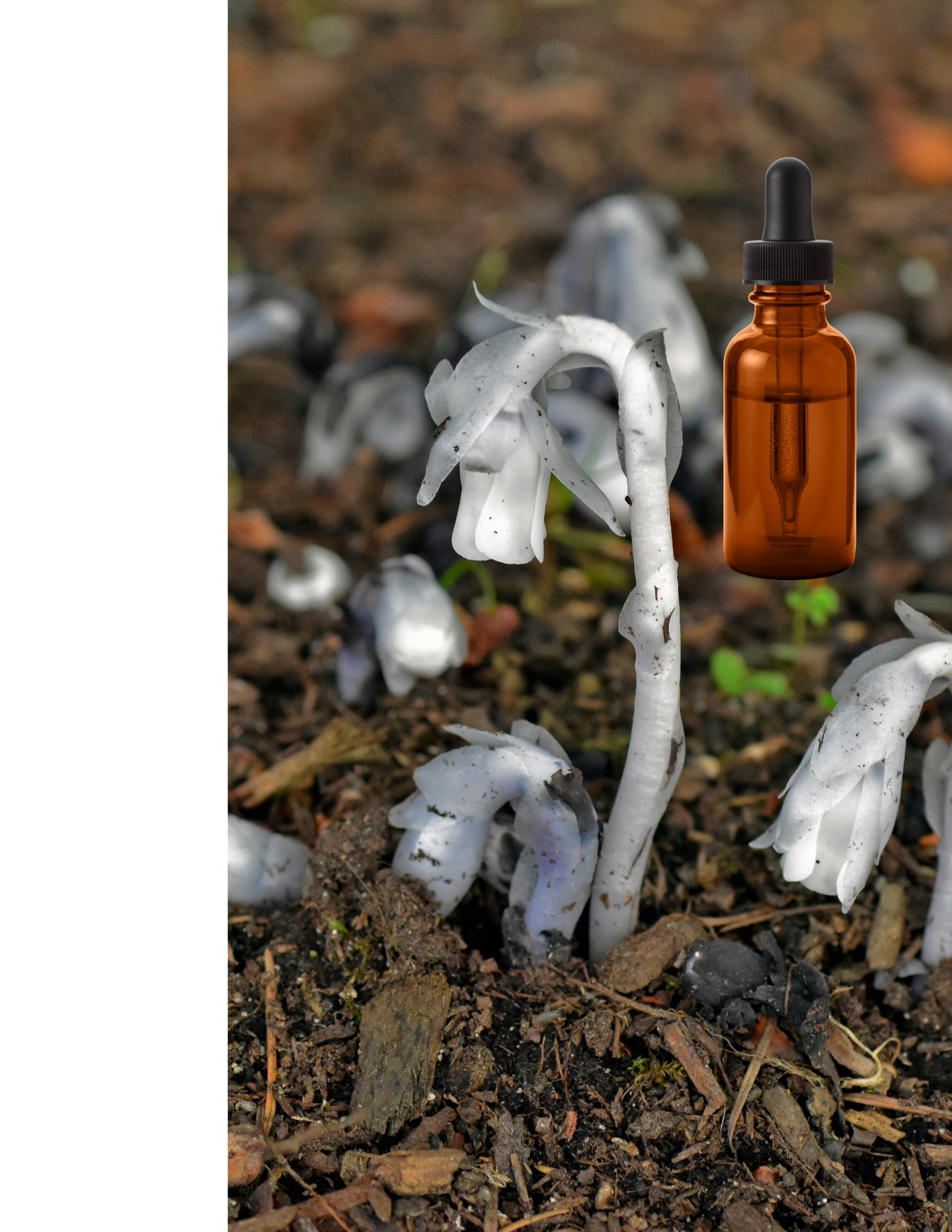 Ghost Pipe Tincture 0.5 oz