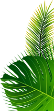 plantas2.png