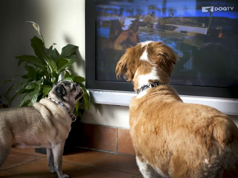 7 coisas que os cães amam 