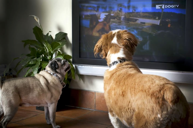 7 coisas que os cães amam 