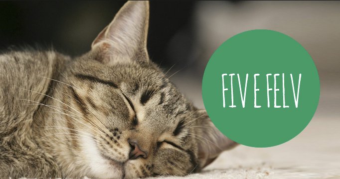 FIV e FELV