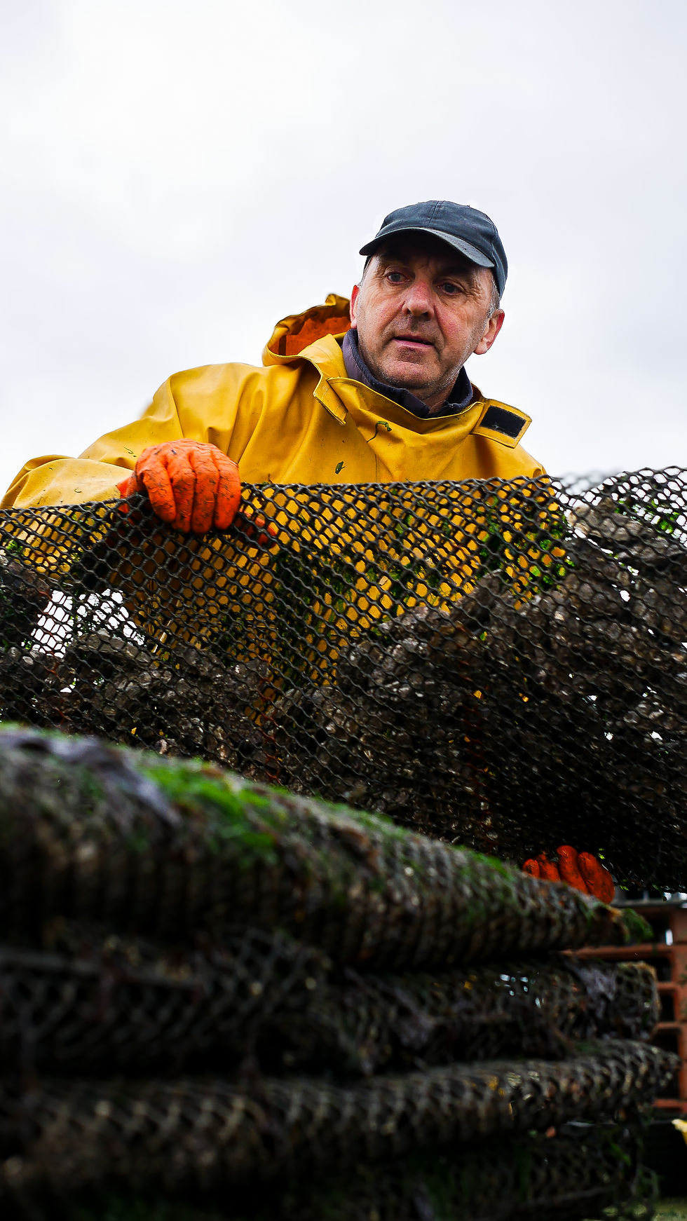 La marée - Huitres Taillepied
