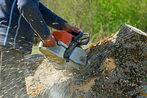 Worker cutting tree trunk with chainsaw.