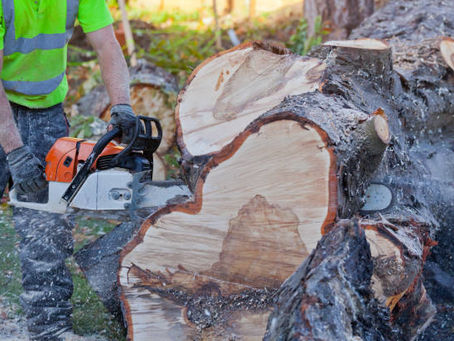 The Benefits of Hiring Tree Removal Experts