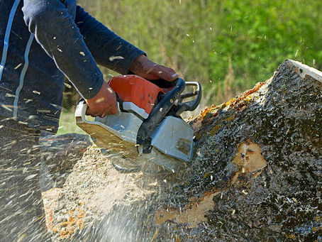 When Is the Best Time to Remove a Tree Stump?