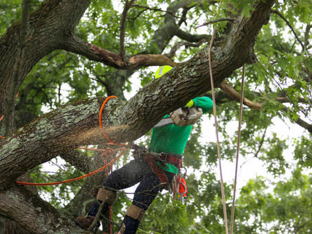 Arborist using chainsaw for tree cutting while secured with safety gear.