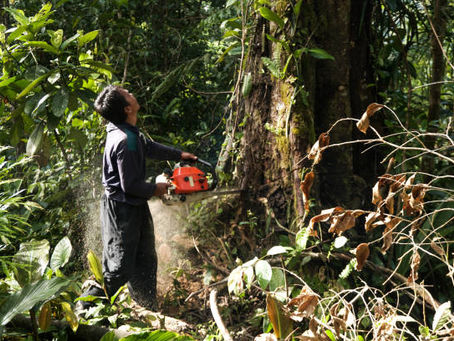 Why Your Business Needs Commercial Tree Services Today?