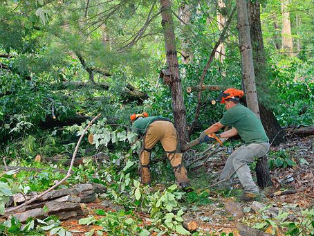 Why Every Business Needs Regular Commercial Tree Services?