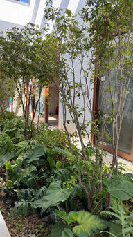 Jardim de inverno com plantas tropicais para casa em Sorocaba