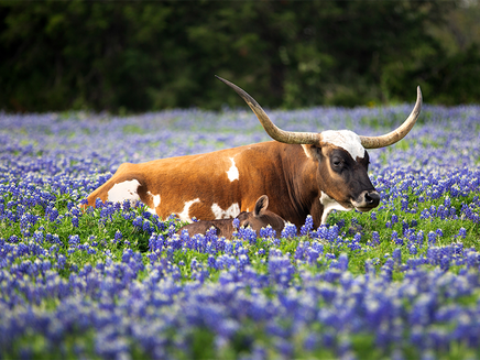 Texas longhorn resting in a field of bluebonnets near Wimberley in the Texas Hill Country