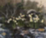 Daffodills oil on canvas 100:120 cm 2022