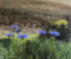 Efraim Hills with Blue Thistles 100_120 cm 2022