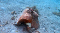 Anilao Site B 2023