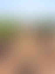 Are you a couple planning a wine-tasting trip to Sonoma & Napa Valley California?! Then you are in the right place! Whether you are on your honeymoon or celebrating your wedding anniversary, Rich & Kitch - your luxury travel advisors - have the perfect itinerary for your trip to Northern California wine country!