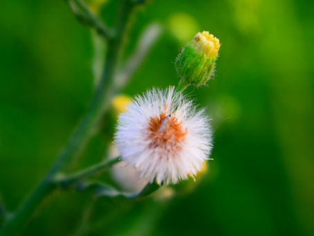 A Symbol of Hope & New Beginnings