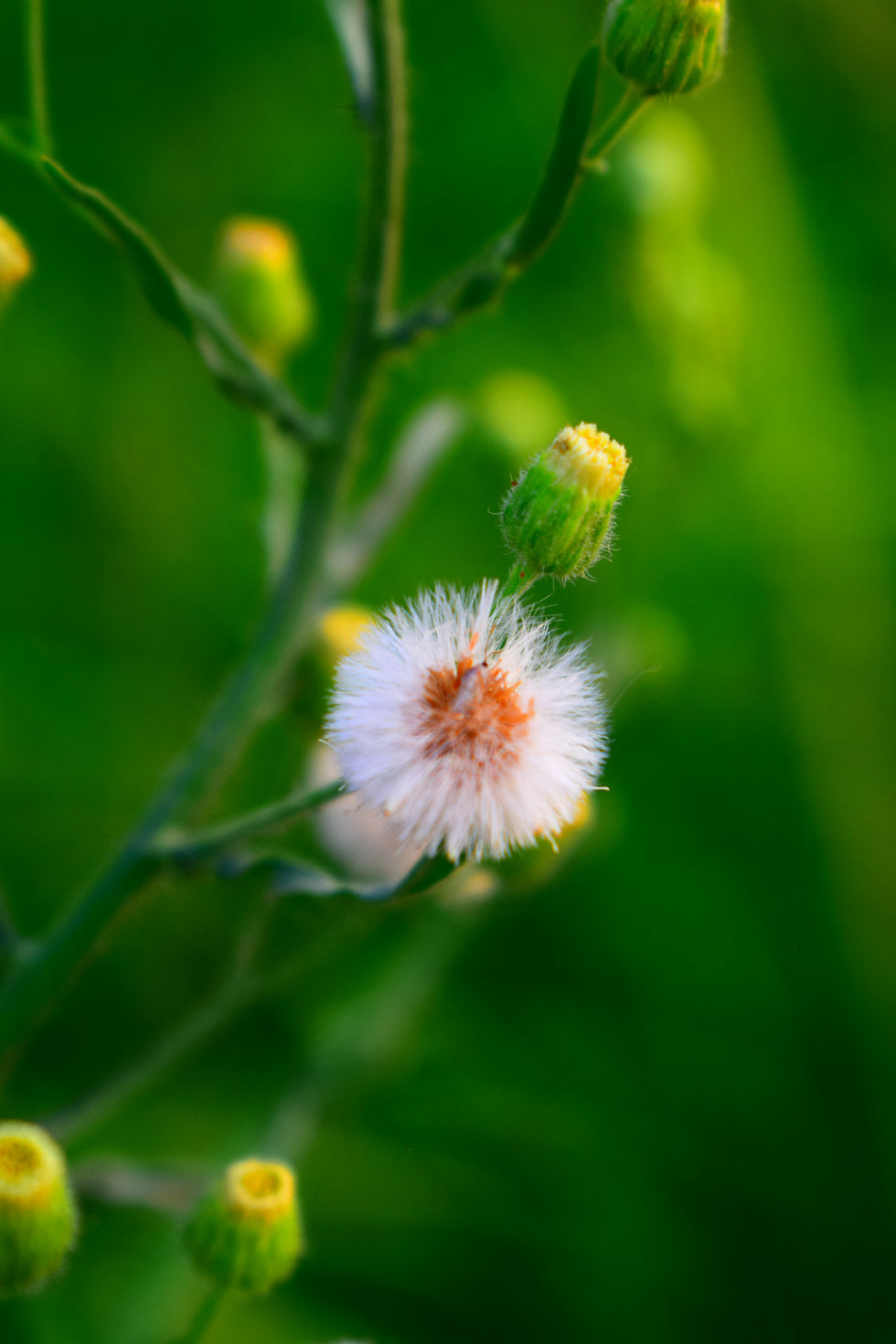 picture of a white flower captured by Shahzaman Bukhari