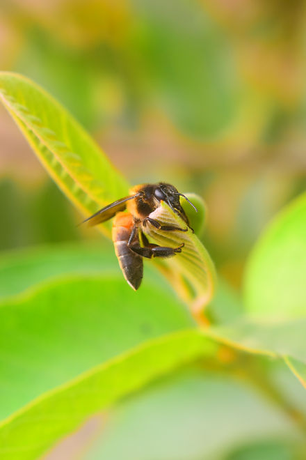 image of honey bee