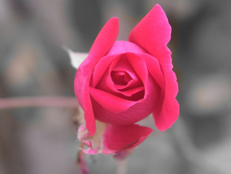 In Full Bloom, In Full Beauty