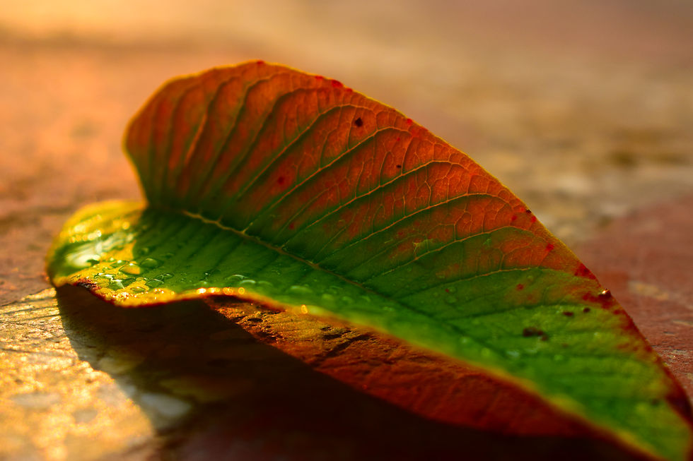 image of a leaf
