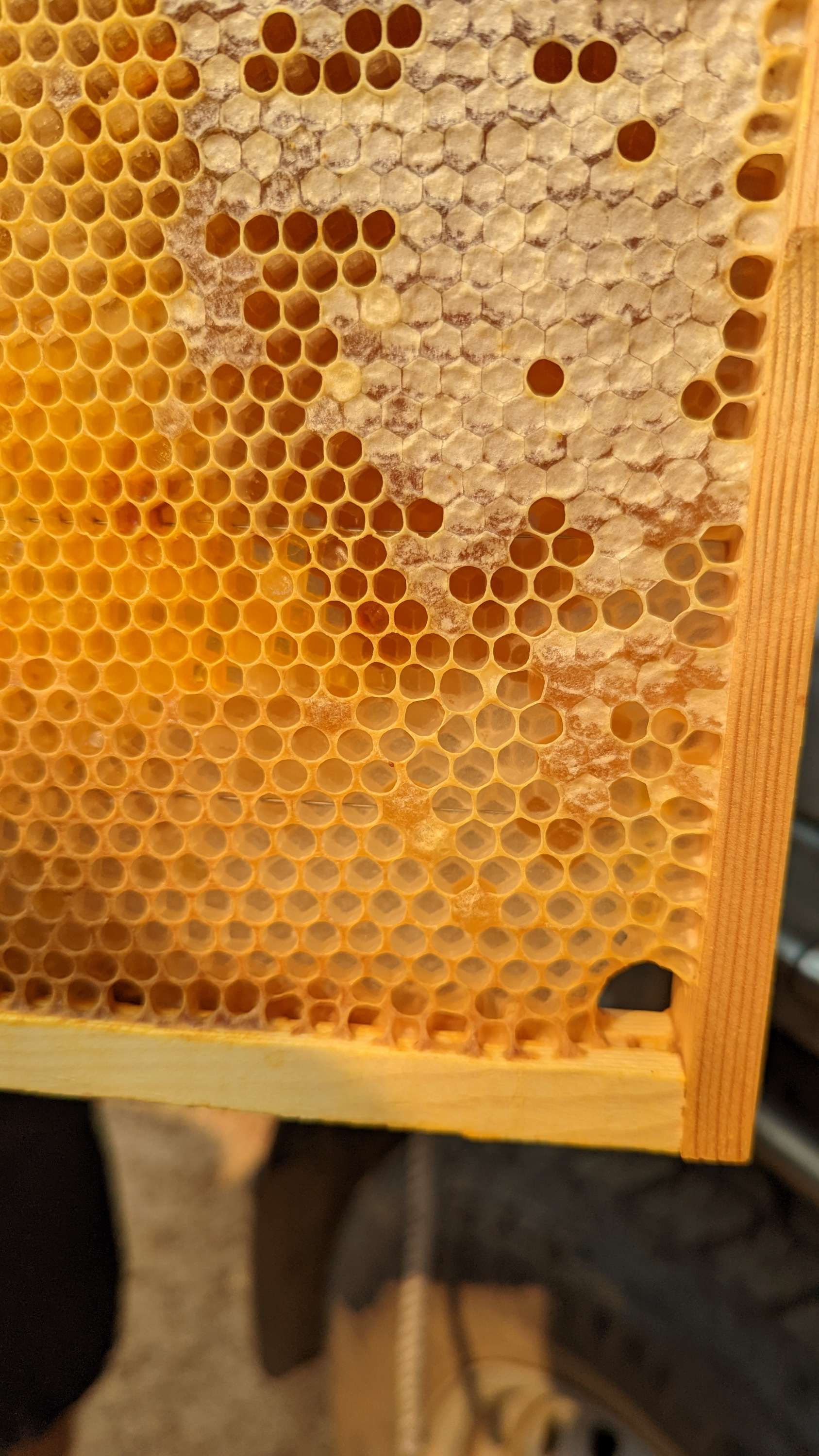 Jacaranda Hill Redgum Honey Sml