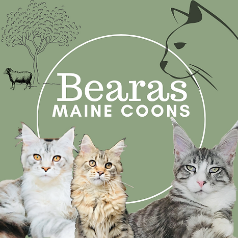 Bearas Logo.png
