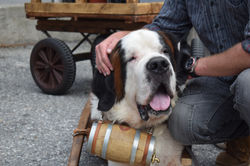 St-Bernard