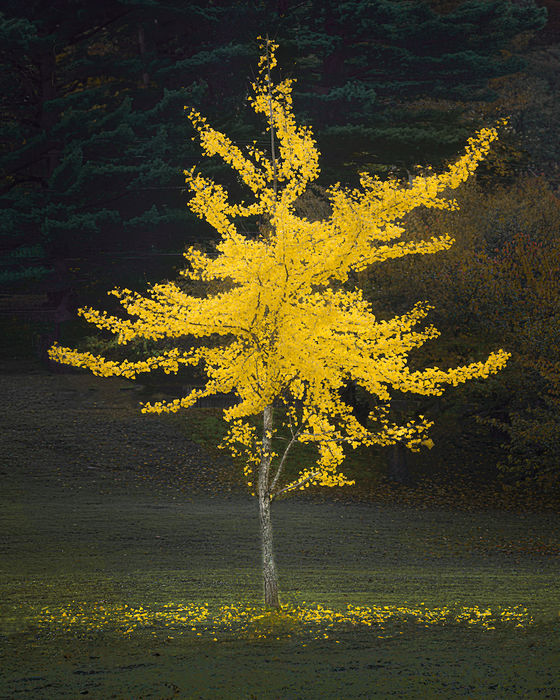 Truthiness In Action