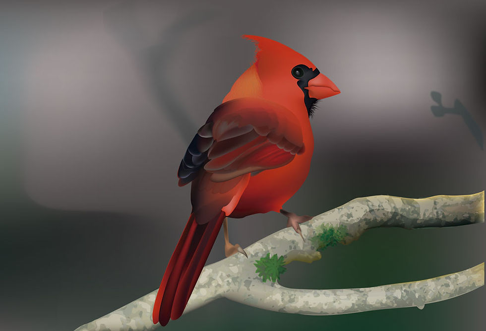 ave cardenal-afiche para decorar