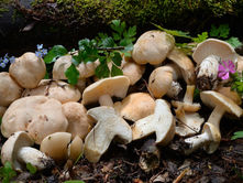 ...aggiornamento fine aprile...Calocybe gambosa, prugnolo, spinarolo, fungo di S.Giorgio...