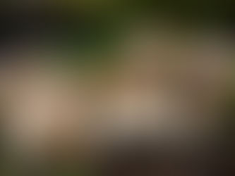 ...aggiornamento fine aprile...Calocybe gambosa, prugnolo, spinarolo, fungo di S.Giorgio...