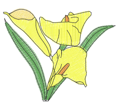 Calla Lilly