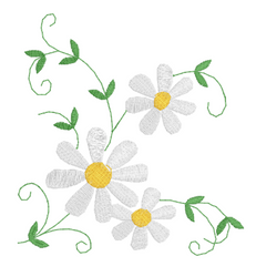 Daisy Flowers