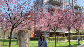 Bunga Sakura didepan apartement kita