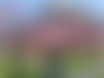 Bunga Sakura didepan apartement kita