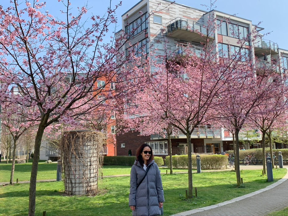 Bunga Sakura didepan apartement kita