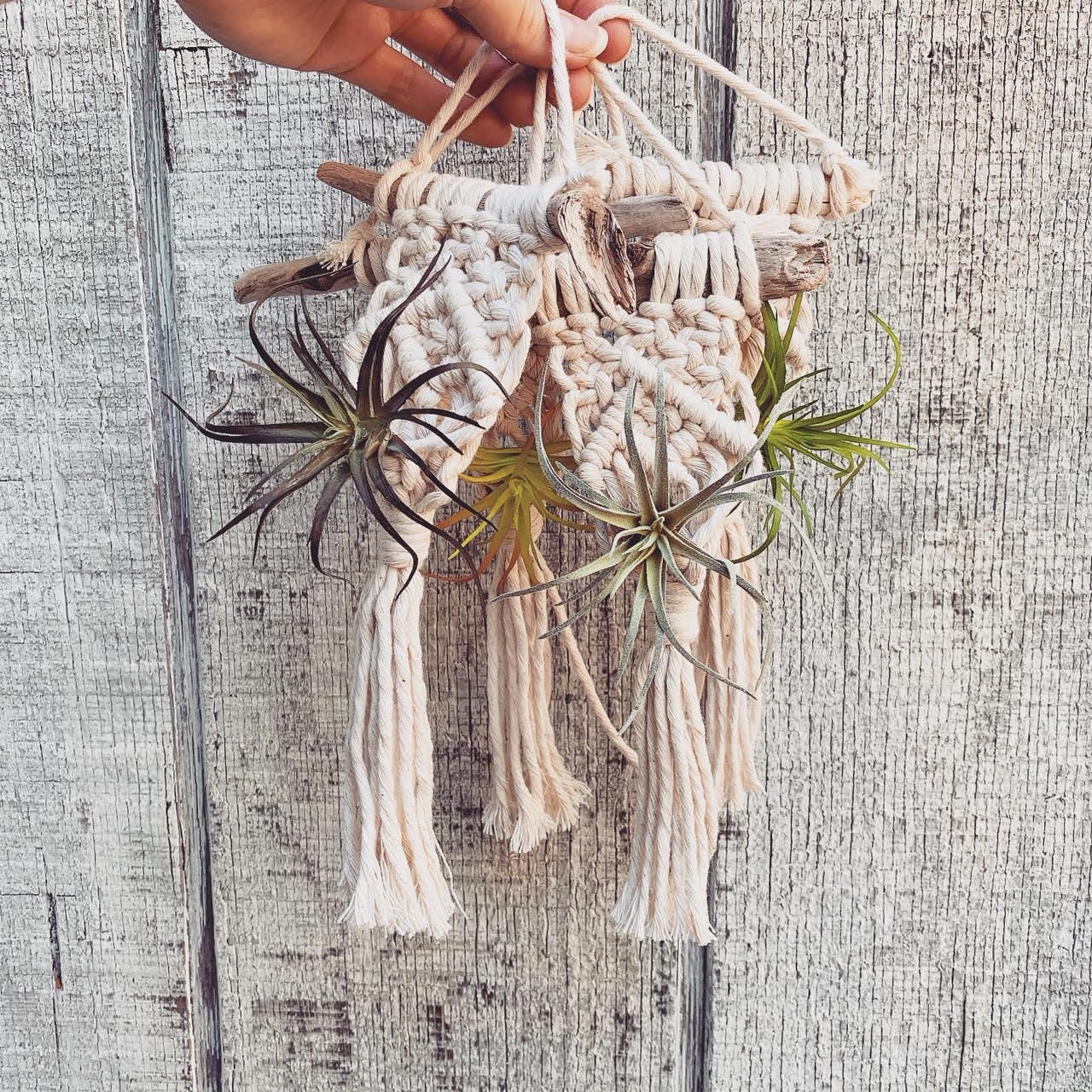 Macrame Mini Air Plant Hanger by Rosie the Wanderer