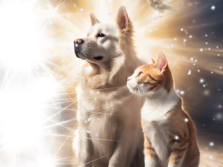 New offering for our beloved animals